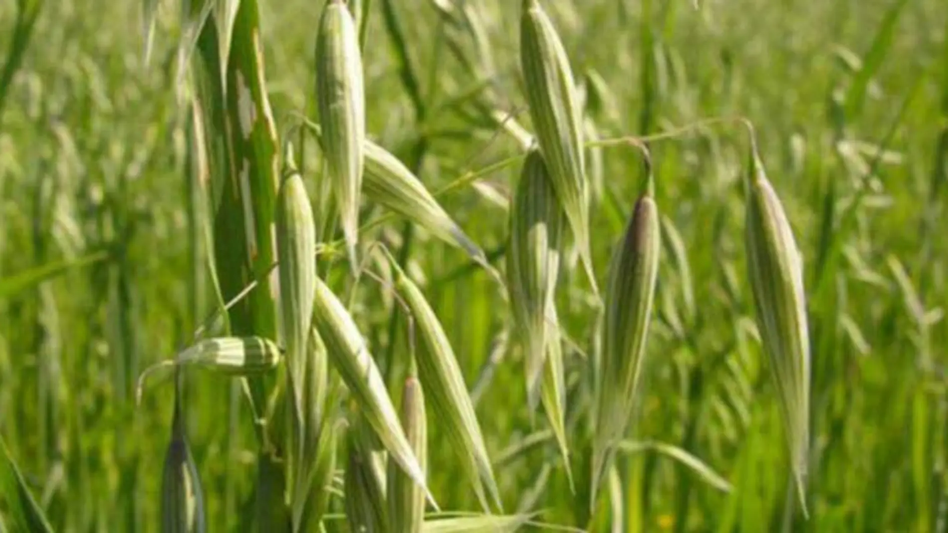 avena gorki belisario